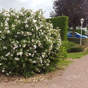 Hibiscus syriacus 'Red Heart' 100-125 cm